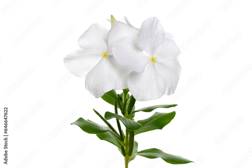 Obraz premium 白いニチニチソウ Catharanthus roseus
