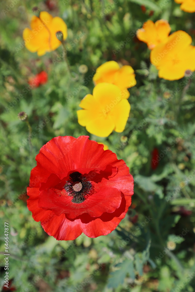 Obraz premium 赤いポピーと黄色いカリフォルニアポピー