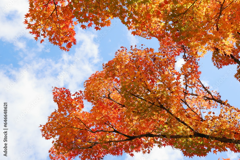 色鮮やかなカエデの紅葉　空背景