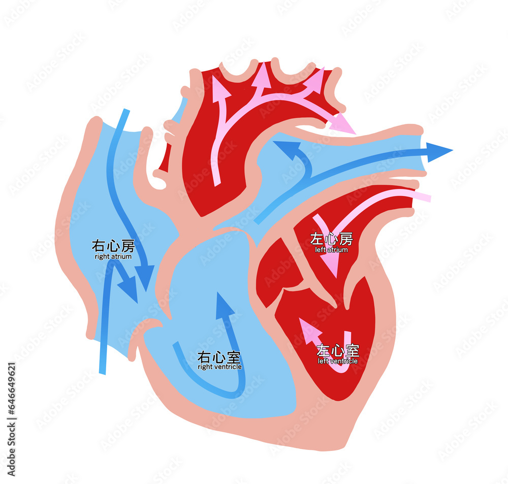 心臓断面のシンプルなイラスト