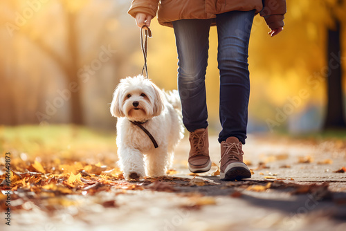 Close up photo of young woman walking with Bichon Havanais dog in public park bonding together morning
