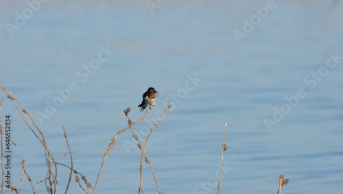 An individual perched on a tiny twig is preening to clean its feathers as the twig sways with its weight and the blowing of the wind, Barn Swallow Hirundo rustica, Beung Boraphet, Nakhon Sawan photo