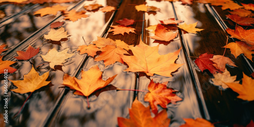 Fall leaves on dark floor