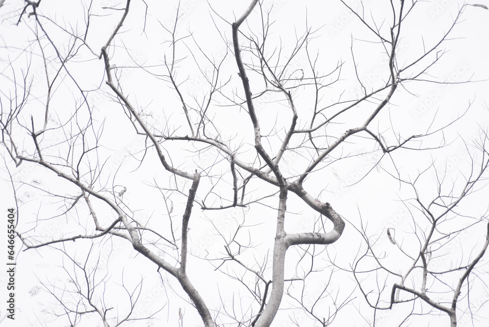 Fototapeta premium branches of a tree autumn