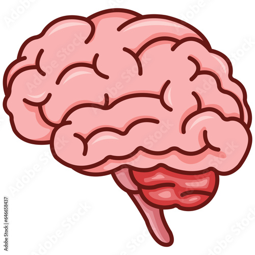 human brain anatomy