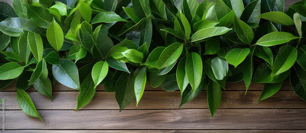 Green leaves of ficus plant, wooden wall background. Ficus elastica plat (rubber tree), indoor plants in a pot. Ficus benjamina, ficus microcarpa. Green leaves of ficus plant, wooden wall background. Ficus elastica plat (rubber tree), indoor plants in a pot. Ficus benjamina, ficus microcarpa.