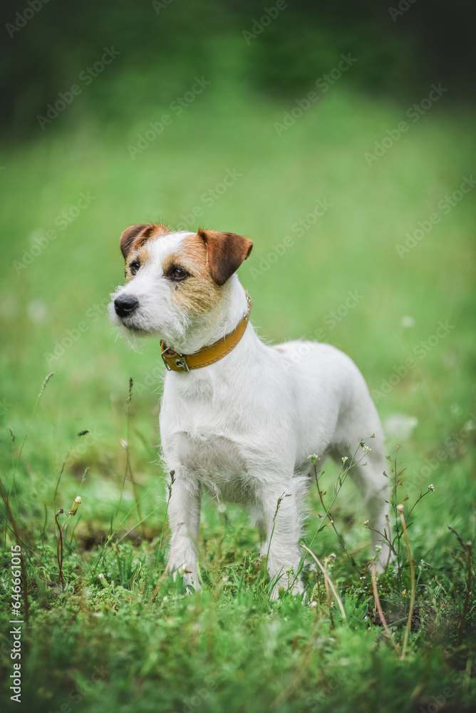 little Jack Russell Terrier in the spring on a walk in the park little Jack Russell Terrier in the spring on a walk in the park