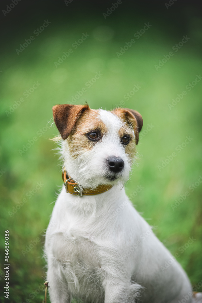 little Jack Russell Terrier in the spring on a walk in the park little Jack Russell Terrier in the spring on a walk in the park