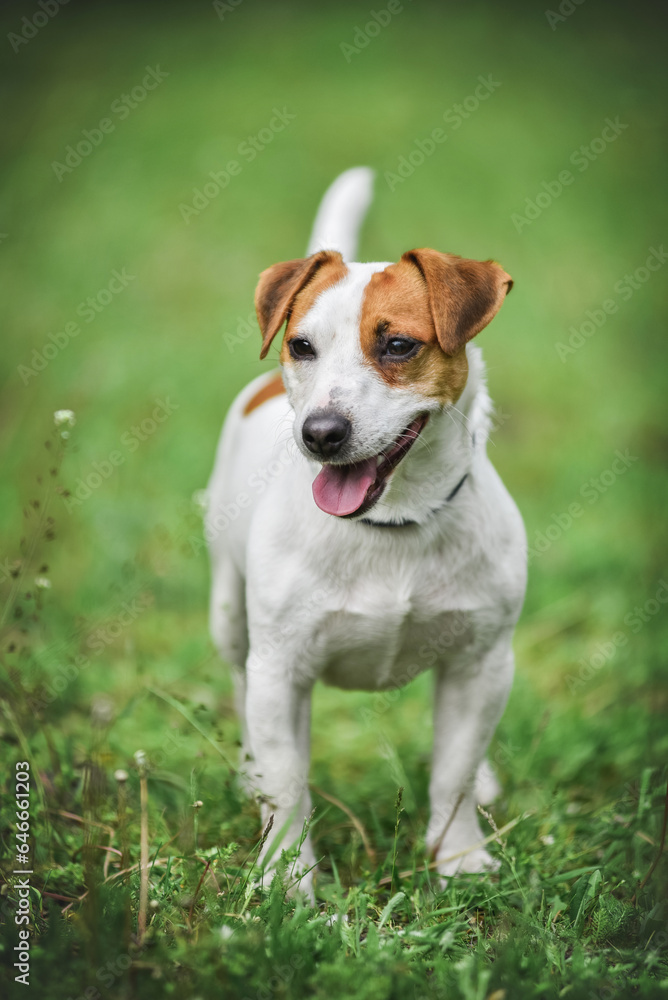 little Jack Russell Terrier in the spring on a walk in the park little Jack Russell Terrier in the spring on a walk in the park