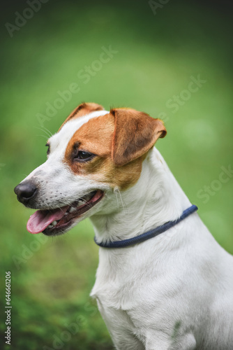 little Jack Russell Terrier in the spring on a walk in the park
