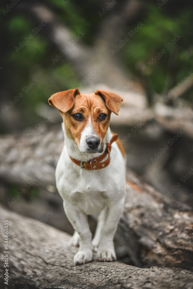 little Jack Russell Terrier in the spring on a walk in the park