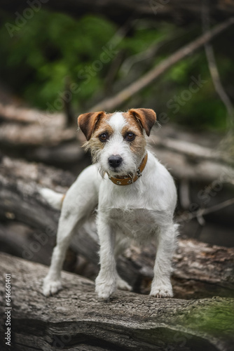 Fototapeta Naklejka Na Ścianę i Meble -  little Jack Russell Terrier in the spring on a walk in the park