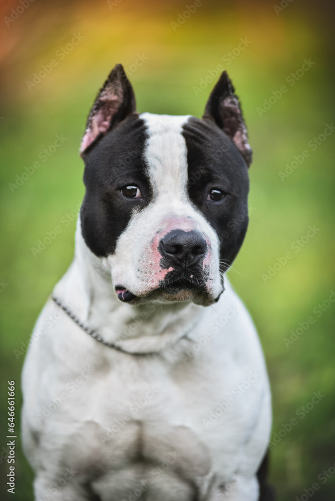 American Staffordshire Terrier on a walk in the park in spring American Staffordshire Terrier on a walk in the park in spring