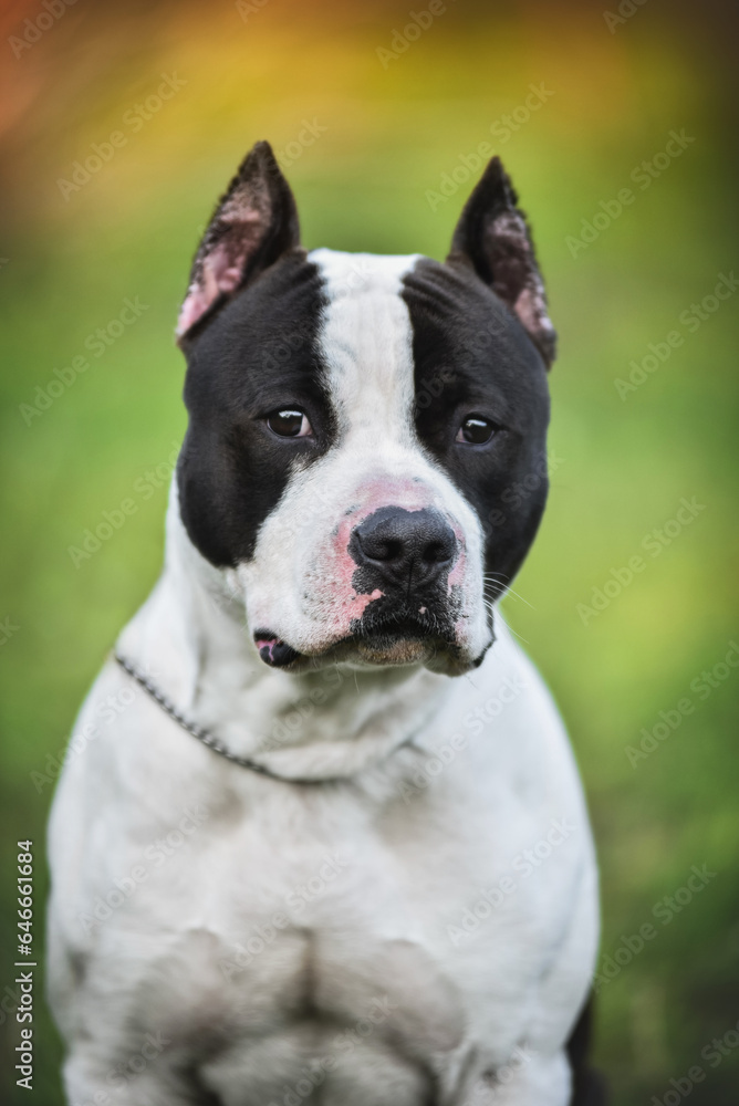 American Staffordshire Terrier on a walk in the park in spring