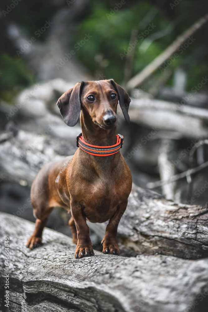 little red dachshund on a walk in the park in spring little red dachshund on a walk in the park in spring