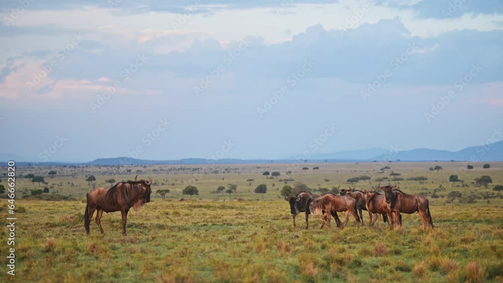 Slow Motion of Wildebeest Grazing on Grass in Rainy Season Under Dramatic Stormy Storm Clouds and Sky in Africa, African Wildlife Safari Animals in Maasai Mara Grassland, Masai Mara in Kenya Slow Motion of Wildebeest Grazing on Grass in Rainy Season Under Dramatic Stormy Storm Clouds and Sky in Africa, African Wildlife Safari Animals in Maasai Mara Grassland, Masai Mara in Kenya