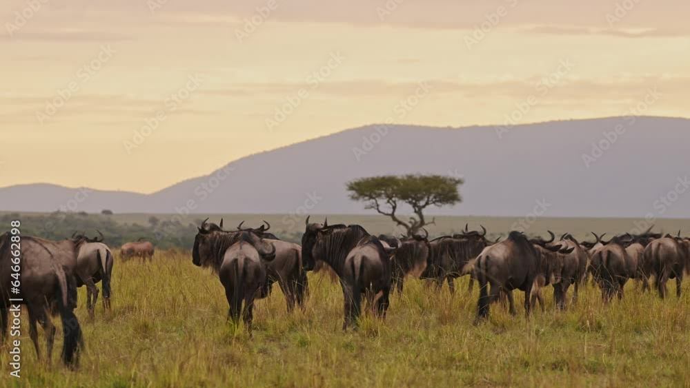 Wildebeest Herd Walking, Great Migration in Africa in Savannah Plains Landscape Scenery Under Dramatic Sunset Sky and Clouds in Savanna, from Masai Mara in Kenya to Serengeti in Tanzania