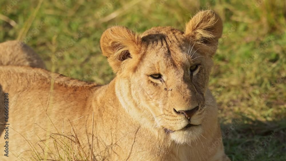 Lion, Lioness Female African Wildlife Safari Animal in Africa, Maasai Mara National Reserve in Kenya, Portrait Close Up Detail of Face and Eyes in Beautiful Masai Mara, Big Five Predator Lion, Lioness Female African Wildlife Safari Animal in Africa, Maasai Mara National Reserve in Kenya, Portrait Close Up Detail of Face and Eyes in Beautiful Masai Mara, Big Five Predator