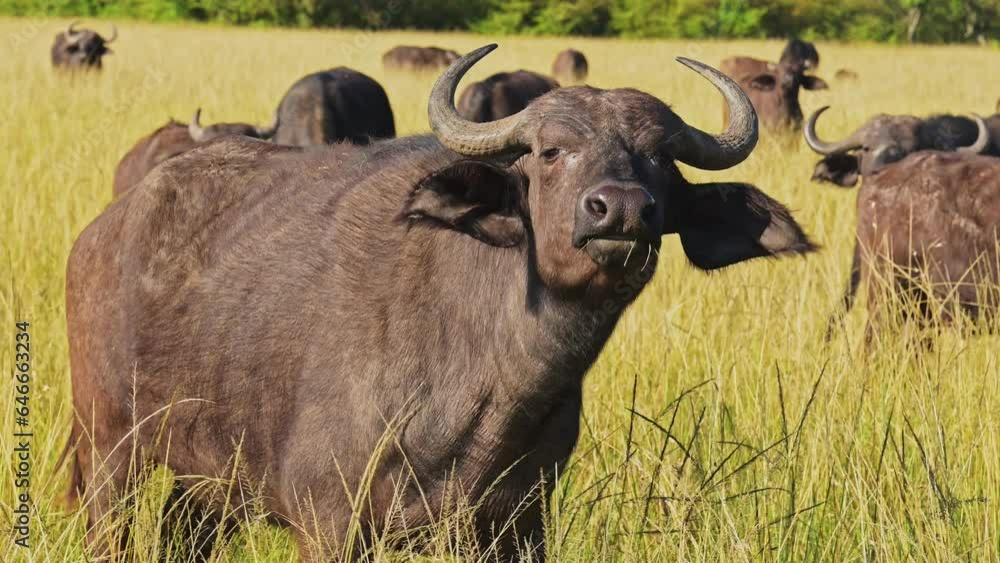African Buffalo Herd, Africa Animals on Wildlife Safari in Masai Mara in Kenya at Maasai Mara National Reserve, Nature Shot in Savannah Plains and Long Tall Grass Scenery on Hot Sunny Day African Buffalo Herd, Africa Animals on Wildlife Safari in Masai Mara in Kenya at Maasai Mara National Reserve, Nature Shot in Savannah Plains and Long Tall Grass Scenery on Hot Sunny Day