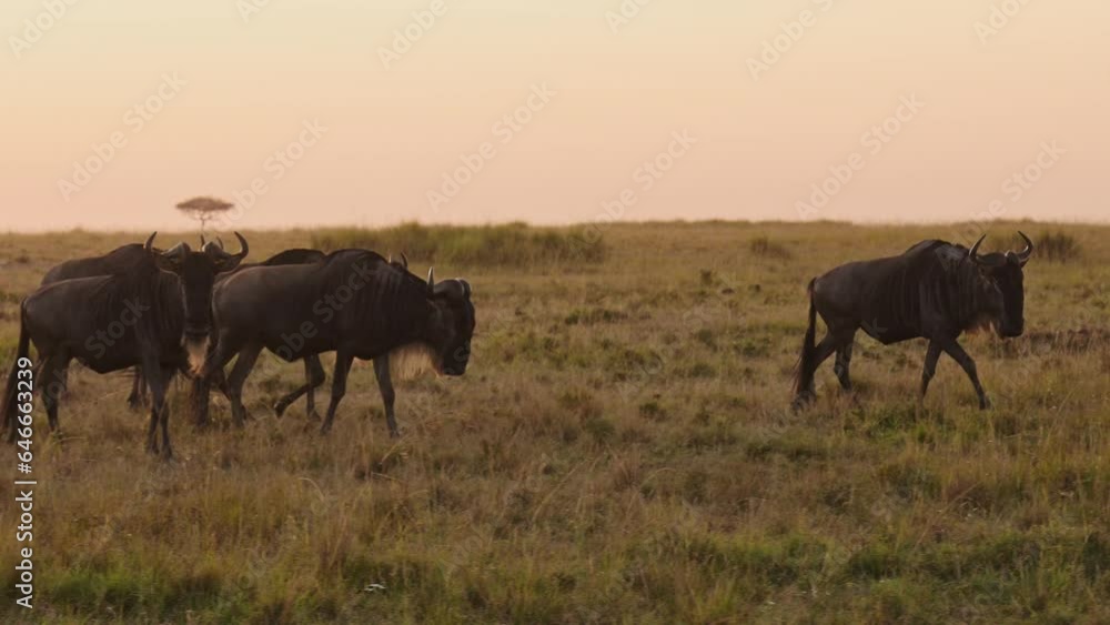 Wildebeest Herd on Great Migration in Africa, Walking on Savannah between Masai Mara in Kenya and Serengeti in Tanzania, African Wildlife Animals at Sunrise in Maasai Mara Wildebeest Herd on Great Migration in Africa, Walking on Savannah between Masai Mara in Kenya and Serengeti in Tanzania, African Wildlife Animals at Sunrise in Maasai Mara
