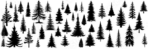 Set of pine trees silhouette. Hand drawn silhouette of fir tree. Large collection of Christmas tree silhouette. Vector illustration