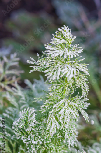 A stalk of green dill abundantly covered with frost crystals in the morning rays of the sun © Andrii_Abriutin