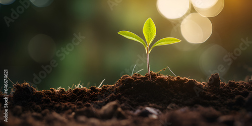 Young Plant Was Growing In Soil With Trees In The Background,,,,,,,,, Seedling are growing in the soil with sunlight.The world wide platform to plant trees.Planting trees to reduce global warming