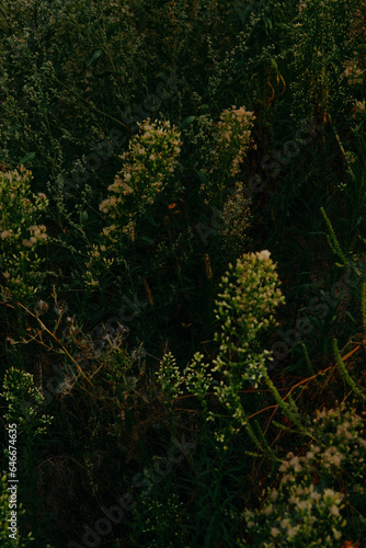background image of river ragweed