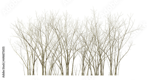 Dry trees leafless drought isolated transparent backgrounds 3d illustration png photo