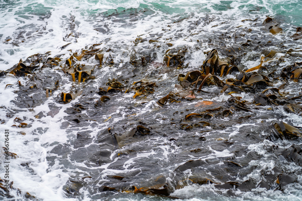 Obraz premium Seaweed and bull kelp growing on rocks in the ocean in australia. Waves moving seaweed over rock and flowing with the tide in Japan. Seaweed farm in australia