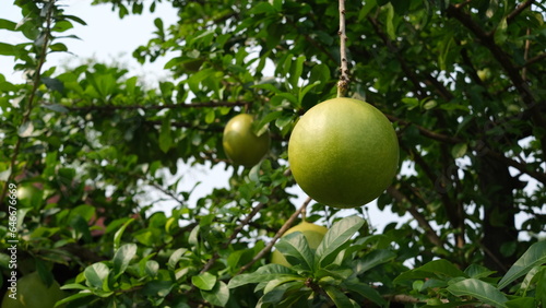 Quadro su tela Buah Maja or Aegle marmelos, commonly known as bael or bhel, or Bengal quince, golden apple, Japanese bitter orange, stone apple or wood apple, is a species of tree native to  the Indian subcontinent