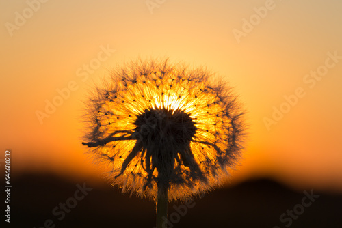 Dandelions in meadow at red sunset