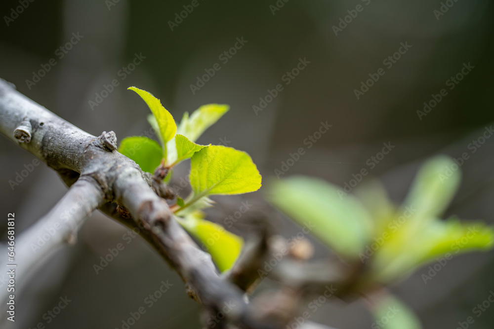 apple orchard getting new leaves in spring in australia apple orchard getting new leaves in spring in australia