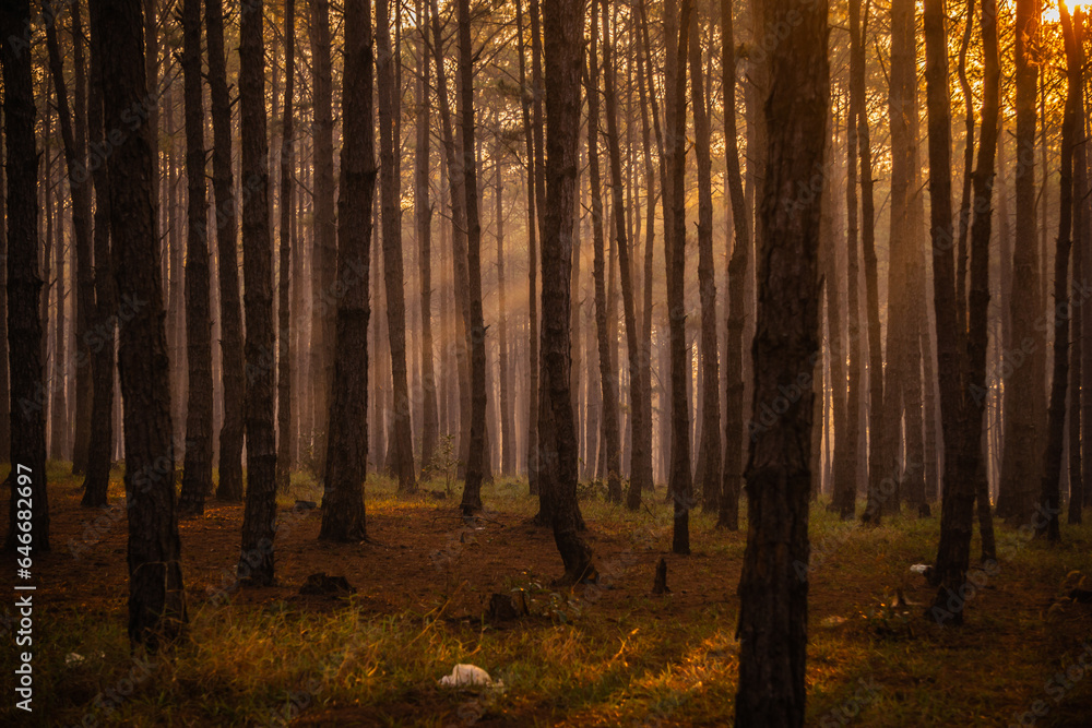 Fototapeta premium autumn forest in the morning