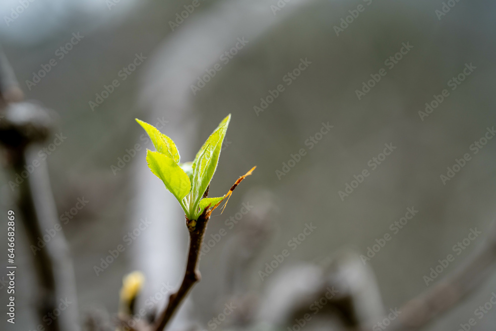 apple orchard getting new leaves in spring in australia apple orchard getting new leaves in spring in australia