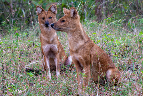 Wild Dogs Hunting - Karnataka, India