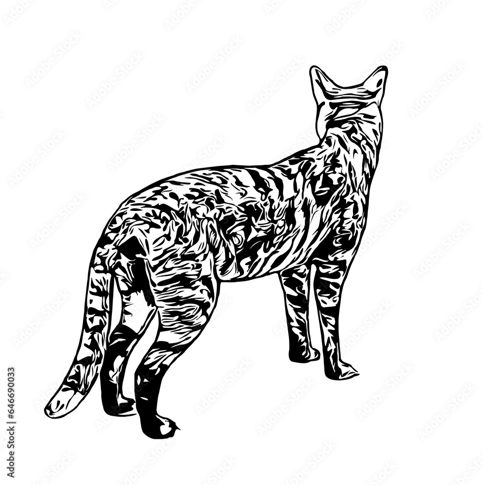Fototapeta premium sketch of a cat with a transparent background
