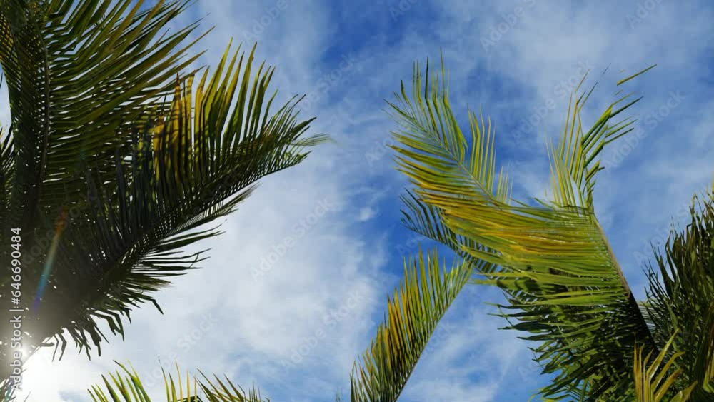 palm tree in the sky palm tree in the sky