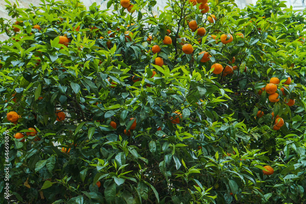 Amazing ripe juicy tangerines mandarins hanging on huge tree with green leaves growing in garden orchard on sunny day.