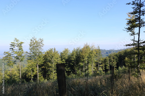 Fototapeta Naklejka Na Ścianę i Meble -  gory ,las