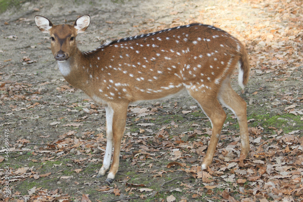 young wild doe in the forest young wild doe in the forest