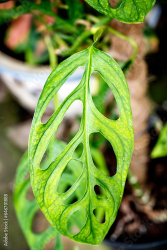 Close-up view of the green leaf of Monstera obliqua (Janda bolong) photo