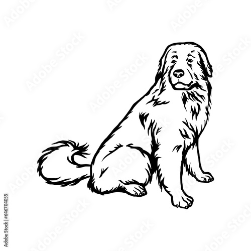 Great Pyrenees - Dog Breed, Funny dog Vector File, detailed vector