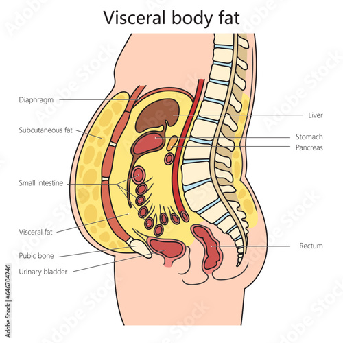White adipose tissue visceral fat diagram schematic vector illustration. Medical science educational illustration