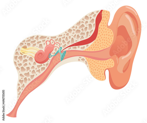 Human ear anatomy, structure anatomical diagram. Outer, middle and inner ear section concept. Eardrum, cochlea, eustachian tube and vestibular apparatus. Flat vector illustration for education photo