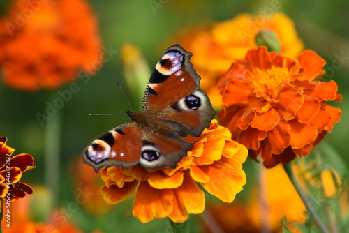 Fototapeta Naklejka Na Ścianę i Meble -  Beautiful butterfly on a colorful Tagetes flower