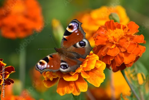 Fototapeta Beautiful butterfly on a colorful Tagetes flower