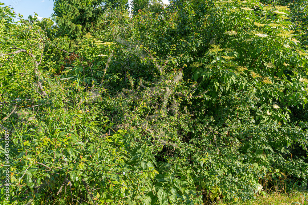 Fototapeta premium Many Caterpillars on Plum Tree, Insect Control Concept, Caterpillar on Plant, Pest in Web, Butterfly Worms