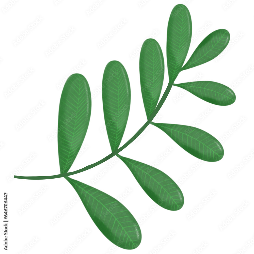 green leaves isolated on white green leaves isolated on white