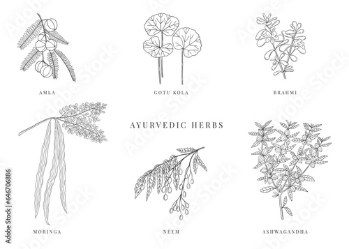 Ayurvedic plants hand drawn vector set